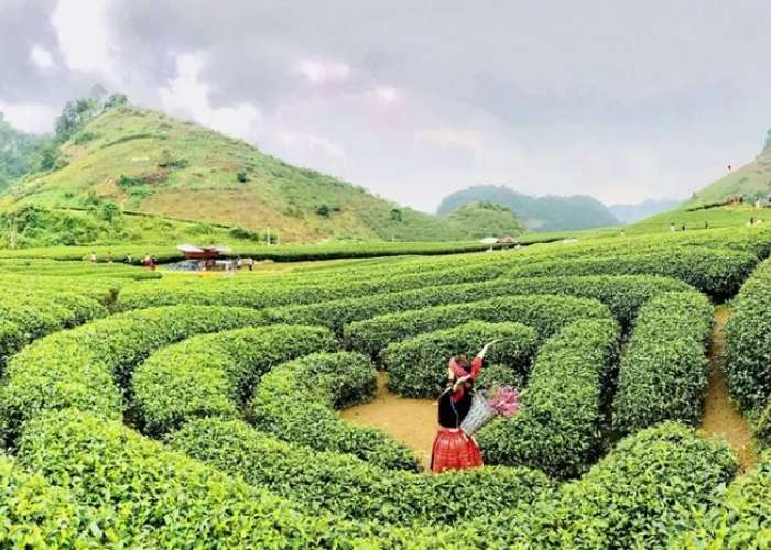Tour Du Lịch Mộc Châu 2 Ngày 1 Đêm Từ Hà Nội