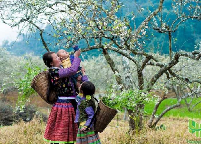 Du Lich Mộc Châu Tết Âm Lịch